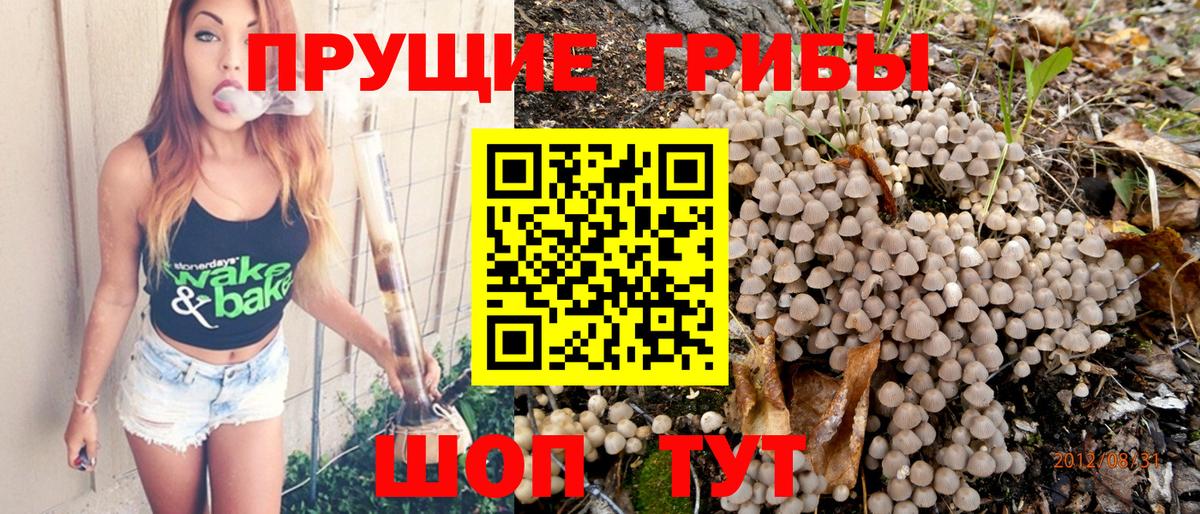 Галлюциногенные грибы Psilocybine cubensis Отрадное